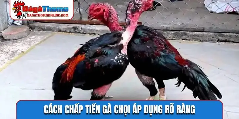 Cách chấp tiền gà chọi áp dụng rõ ràng