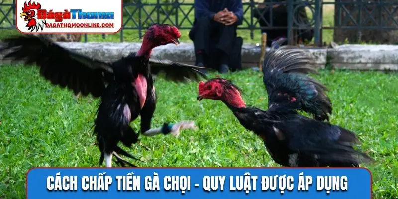 Cách chấp tiền gà chọi