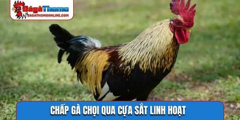 Chấp gà chọi qua cựa sắt linh hoạt