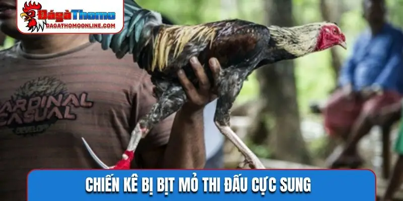 Chiến kê bị bịt mỏ thi đấu cực sung