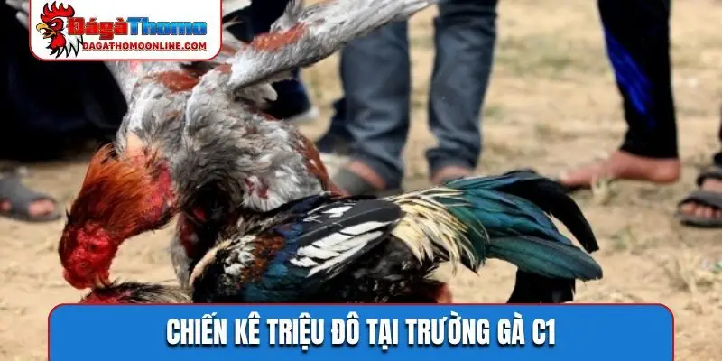 Chiến kê triệu đô tại trường gà C1