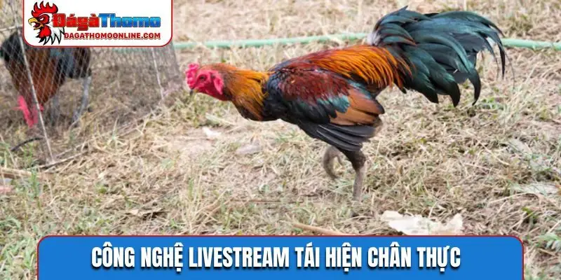 Công nghệ livestream tái hiện chân thực