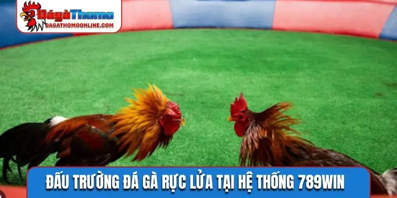 Đấu trường đá gà rực lửa tại hệ thống 789WIN