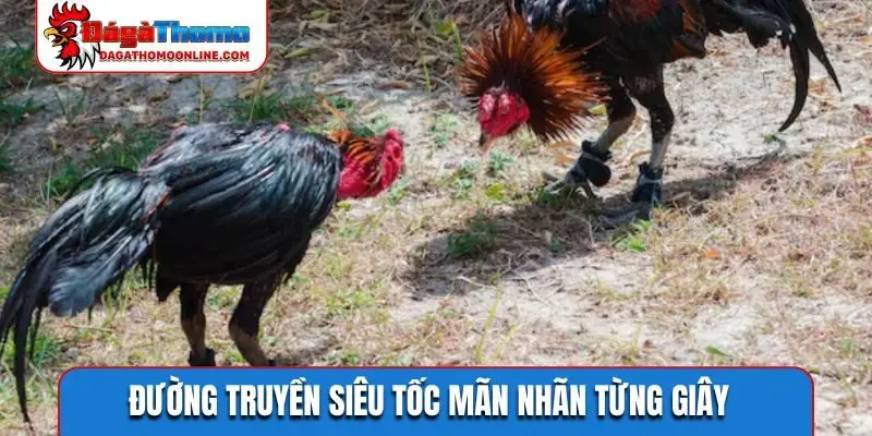 Đường truyền siêu tốc mãn nhãn từng giây