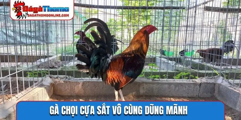 Gà chọi cựa sắt vô cùng dũng mãnh