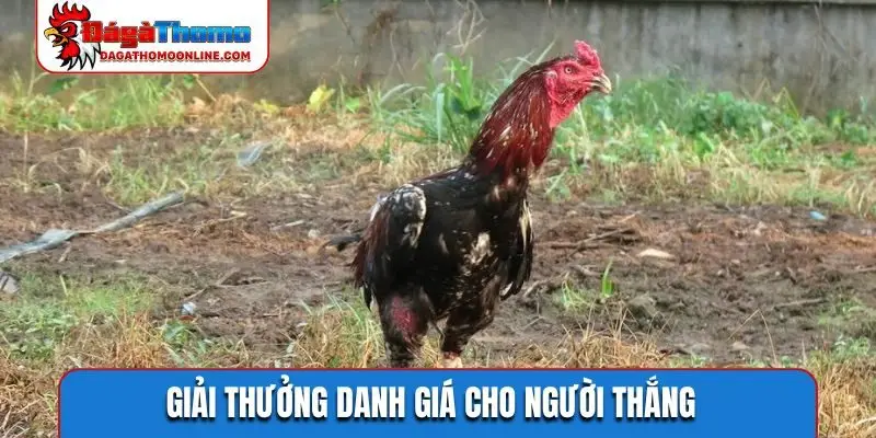 Giải thưởng danh giá cho người thắng