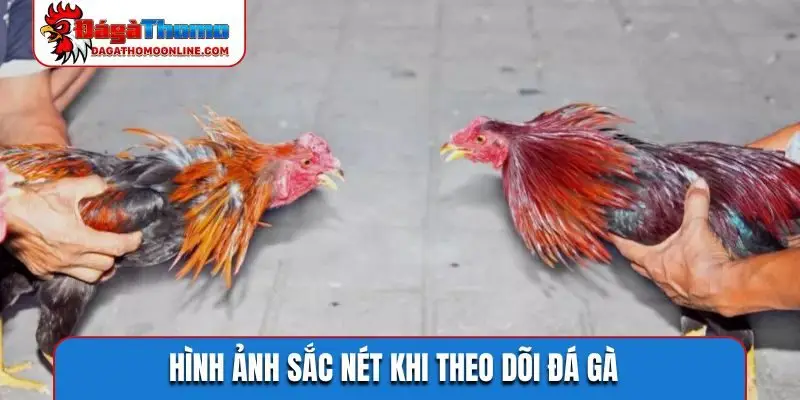 Hình ảnh sắc nét khi theo dõi đá gà