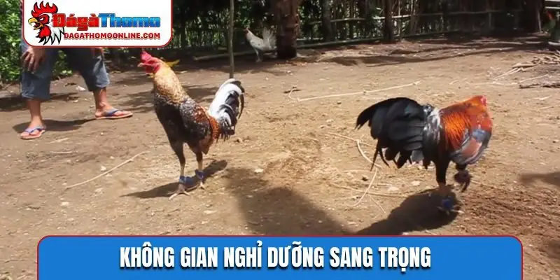 Không gian nghỉ dưỡng sang trọng