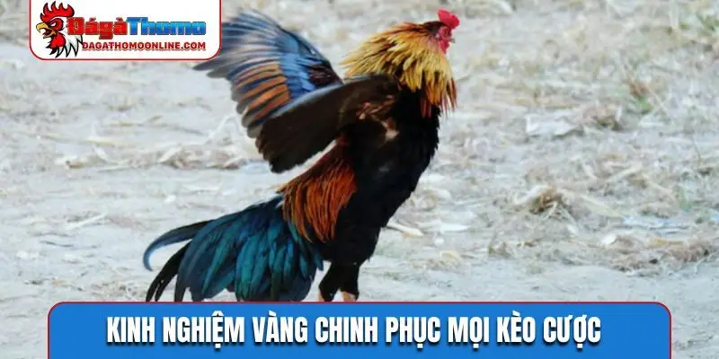 Kinh nghiệm vàng chinh phục mọi kèo cược