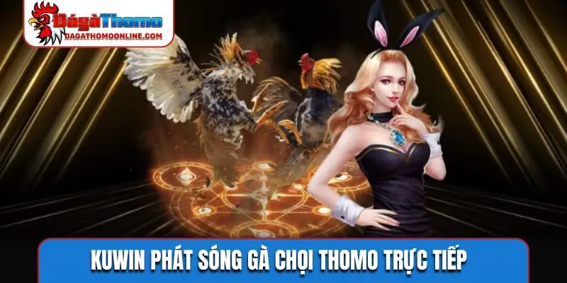KUWIN phát sóng gà chọi Thomo trực tiếp