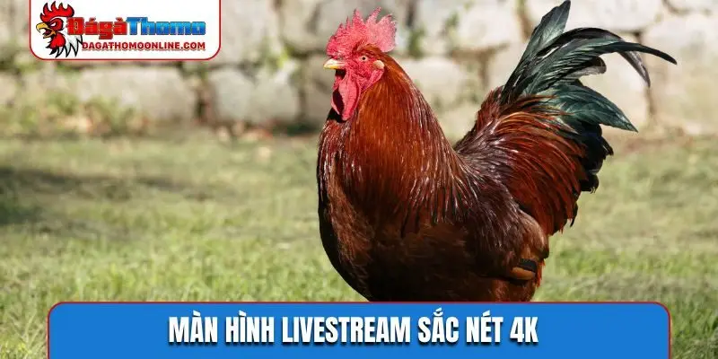 Màn hình livestream sắc nét 4K