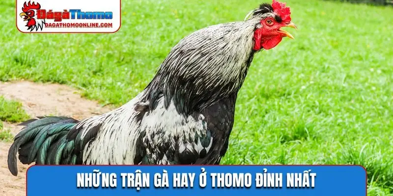 Những trận gà hay ở Thomo đỉnh nhất