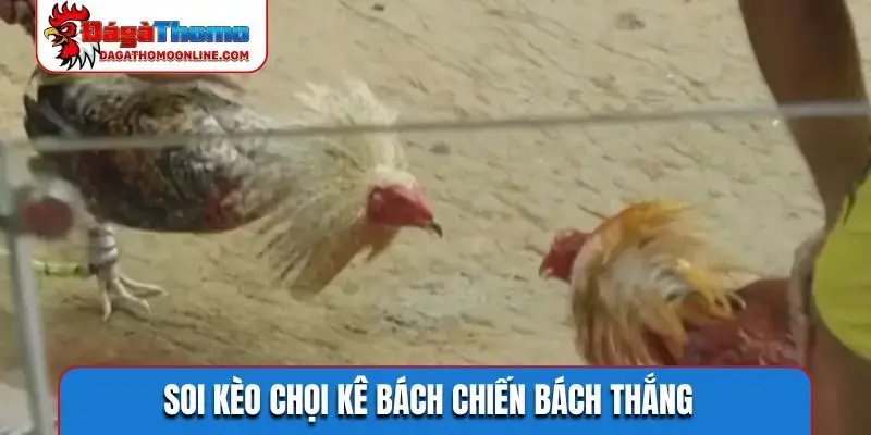 Soi kèo chọi kê bách chiến bách thắng