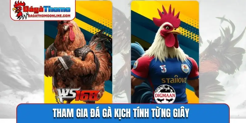 Tham gia đá gà kịch tính từng giây