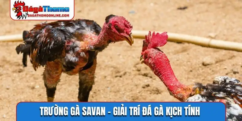 Trường gà Savan